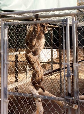Gibbon Conservation Center by null