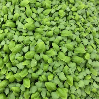 Fresh Source Farms - Basil - Grocery Near Me - Havre de Grace, Maryland Fresh Source Farms - Basil - Grocery Near Me - Havre de Grace, Maryland