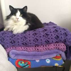 West Columbia Gorge Humane Society - Please, call her Princess Susie and the Pea.