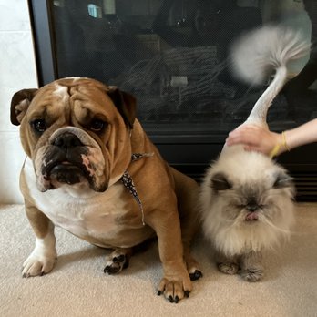 Annie’s Grooming - Pet Groomers Near Me - Oregon City, Oregon