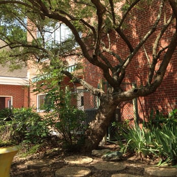 Russell Memorial Library - I love this tree. - Libraries Near Me - Chesapeake, Virginia Russell Memorial Library - I love this tree. - Libraries Near Me - Chesapeake, Virginia