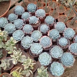 Mundo Cactus