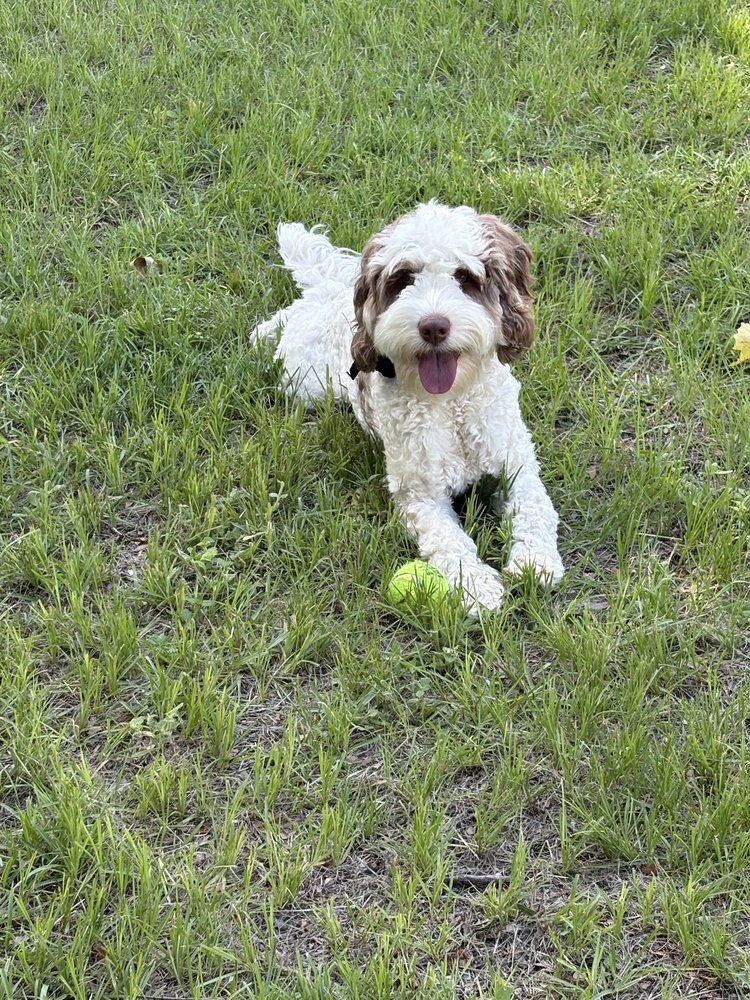 Getaway Friends Pet Care - pet boarding facility in Savannah, GA