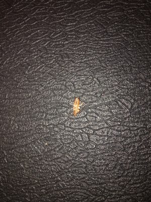 Beacon Properties by null