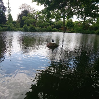 Broomfield Park - A Coot nesting on the lower lake - Parks Near Me - London, XGL Broomfield Park - A Coot nesting on the lower lake - Parks Near Me - London, XGL
