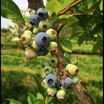 Adam's Berry Farm - Berries on the bush - Fruits & Veggies Near Me - Charlotte, Vermont