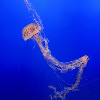 Monterey Bay Aquarium - Aquariums Near Me - Monterey, California