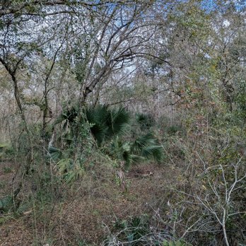 Lettuce Lake Park - Brush, trees - Parks Near Me - Tampa, Florida