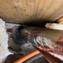 Photo of Presto Pest Solutions