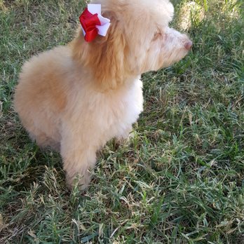 Dee's All Breed Grooming - Look @ my bows!! - Pet Stores Near Me - Modesto, California