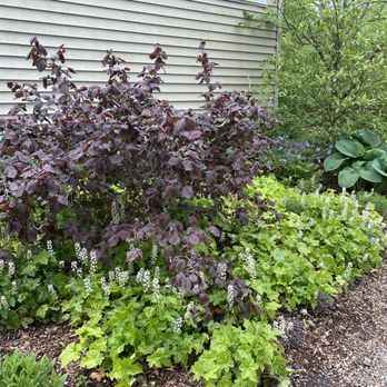 Five Senses Garden Design - Harry Lauder walking stick (Nate searched for til he found the perfect one) - Landscape Architects or Designers Near Me