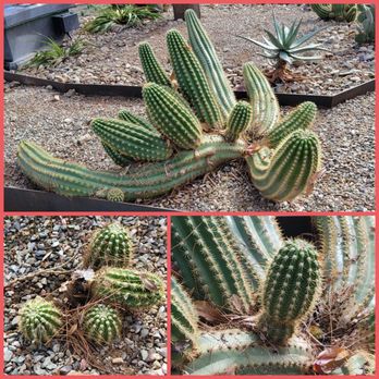 Surprise Community Park - Parks Near Me - Surprise, Arizona Surprise Community Park - Parks Near Me - Surprise, Arizona