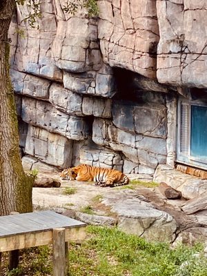 ZooTampa at Lowry Park by null