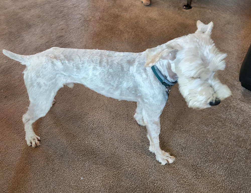 K-9 Kourt Image