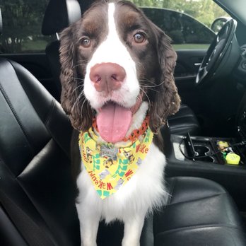 Pet Palace - Pet Sitting Near Me - Auburn, Alabama Pet Palace - Pet Sitting Near Me - Auburn, Alabama