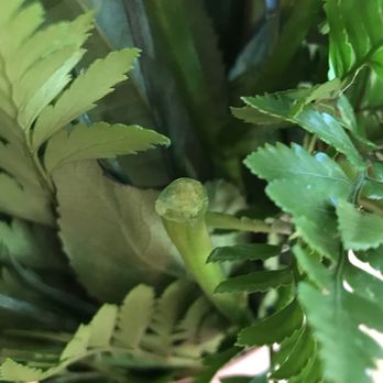 Miracle Flowers - Stem...but where’s the flower? - Florists Near Me - Folsom, California