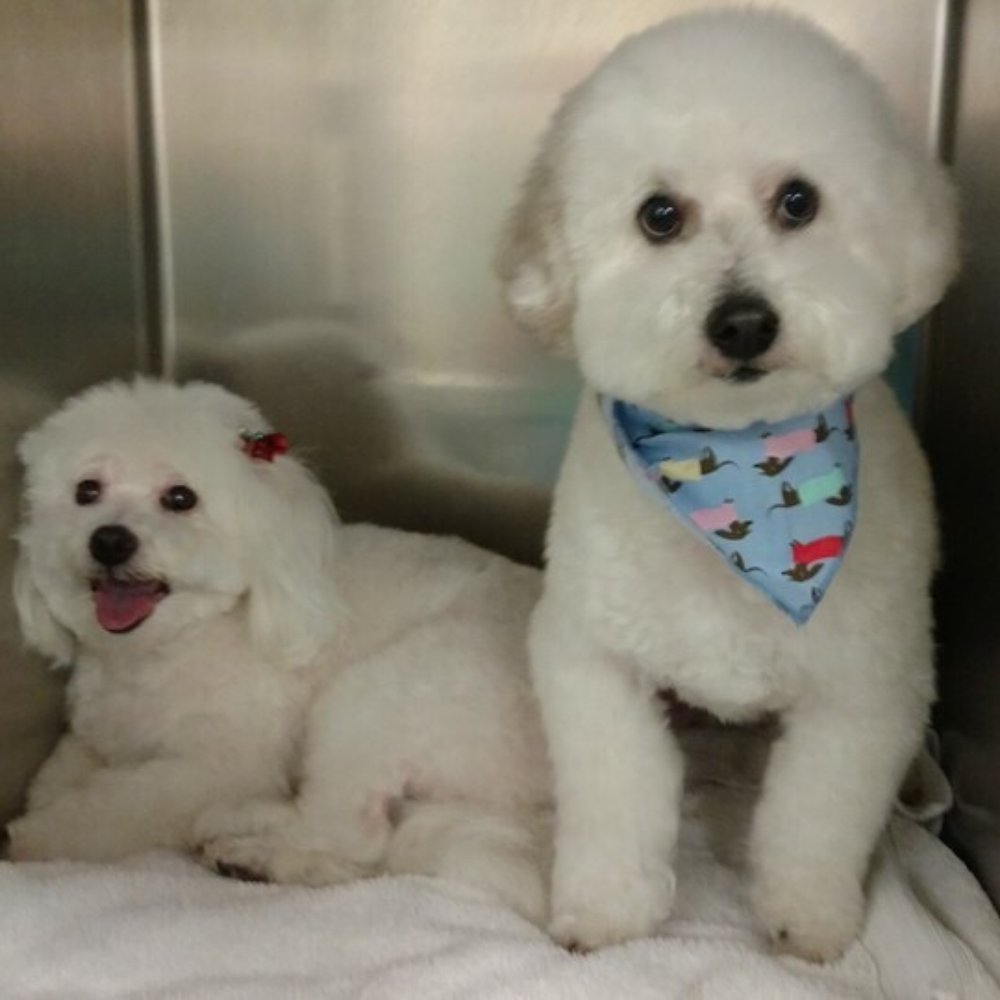 WagVille - Pet Training Near Me - Los Angeles, California