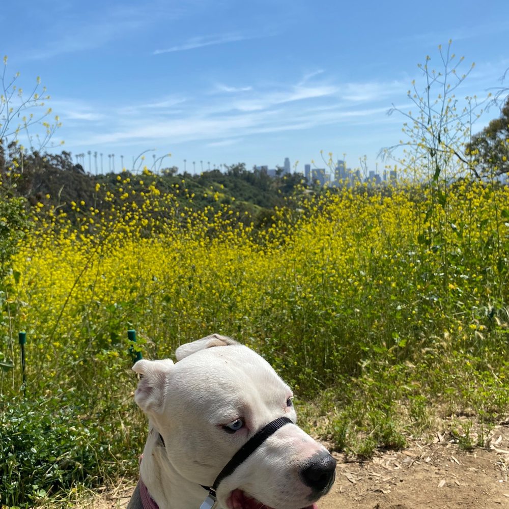 Elysian Park West Trail Loop Trailhead - My dog, Lady and the background of DTLA. - Hiking Near Me - Los Angeles, California Elysian Park West Trail Loop Trailhead - My dog, Lady and the background of DTLA. - Hiking Near Me - Los Angeles, California