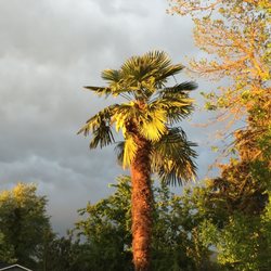 Hooked On Palms - Windmill Fan Palm in Medford Oregon