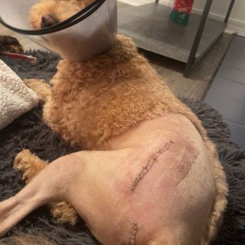 Korob Pet Hotel - My two year old 20 lb goldendoodle broke his pelvis while boarding at korob and had to undergo surgery due to korob's neglect - Dog Walkers Near Me - Houston, Texas Korob Pet Hotel - My two year old 20 lb goldendoodle broke his pelvis while boarding at korob and had to undergo surgery due to korob's neglect - Dog Walkers Near Me - Houston, Texas