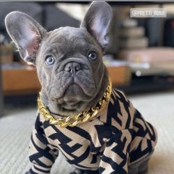 Pardon My Frenchiez - Beau from one of our past litters