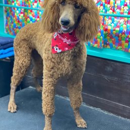 Pampered Poodle Pampered Poodle
