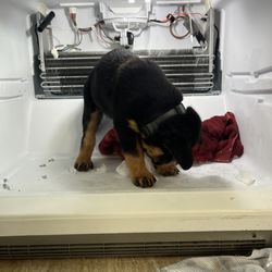 Affordable Appliance - Puppy in da fridge