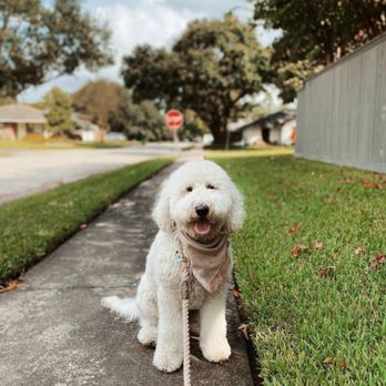 Bayou City Pet Sitting - Dog walks for happy pups! - Pet Sitting Near Me Bayou City Pet Sitting - Dog walks for happy pups! - Pet Sitting Near Me