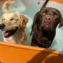 Photo of K9 Tailshakers