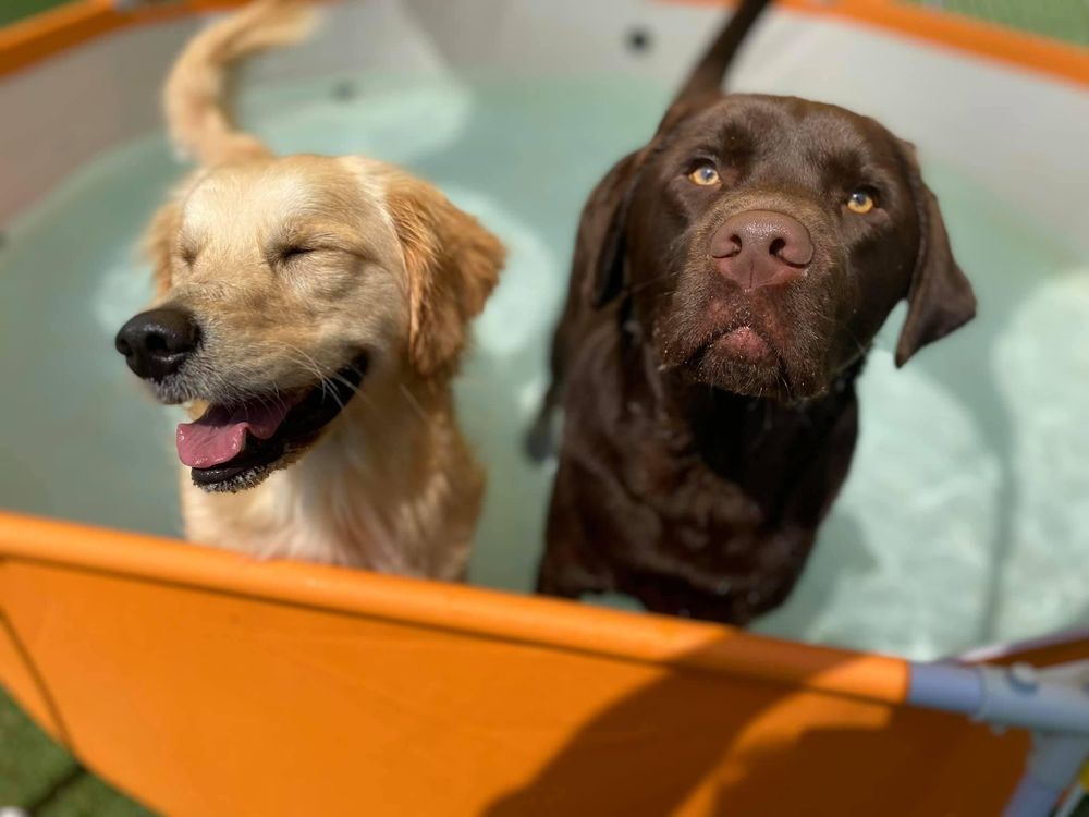 K9 Tailshakers - pet boarding facility in Frankfort, IL