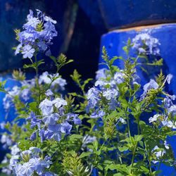 Brownswood Nursery & Landscape - Blue Plumbago
