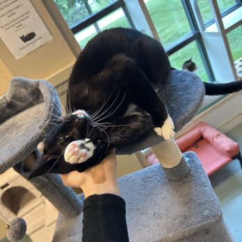 DFW Humane Society - Boots - Animal Shelters Near Me - Irving, Texas DFW Humane Society - Boots - Animal Shelters Near Me - Irving, Texas