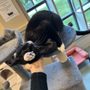 Photo of DFW Humane Society