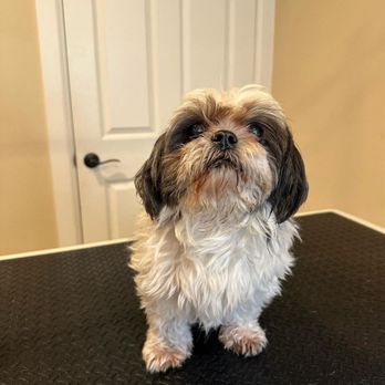 Little Luxe Grooming - Sasha before her grooming - Pet Groomers Near Me Little Luxe Grooming - Sasha before her grooming - Pet Groomers Near Me