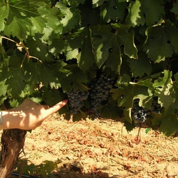 Leoness Cellars - Cabernet Sauvignon grapes, just mildly sweet in September. - Venues & Event Spaces Near Me - Temecula, California Leoness Cellars - Cabernet Sauvignon grapes, just mildly sweet in September. - Venues & Event Spaces Near Me - Temecula, California