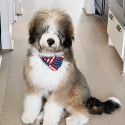 Happy Tails N' Paws