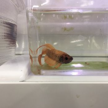 Meijer - Algae filled water - Grocery Near Me - St. Charles, Illinois