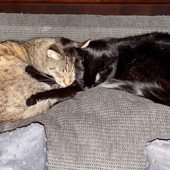 Larkspur Cat Clinic - Kei and Jett don't mind their Dr visits at Larkspur - Veterinarians Near Me - Phoenix, Arizona Larkspur Cat Clinic - Kei and Jett don't mind their Dr visits at Larkspur - Veterinarians Near Me - Phoenix, Arizona