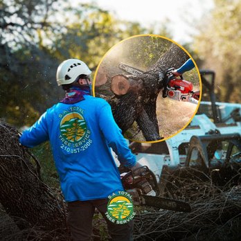 SA Total Tree Service - Our licensed and insured team is here to deliver top-notch tree care. - Tree Services Near Me - Helotes, Texas SA Total Tree Service - Our licensed and insured team is here to deliver top-notch tree care. - Tree Services Near Me - Helotes, Texas