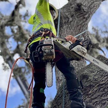 All Your Way Tree Service - (813) 650-4018 24/7 Emergency Services AllYourWayTreeServiceFl.com - Tree Services Near Me - Seffner, Florida All Your Way Tree Service - (813) 650-4018 24/7 Emergency Services AllYourWayTreeServiceFl.com - Tree Services Near Me - Seffner, Florida