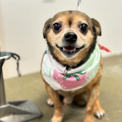 Petco