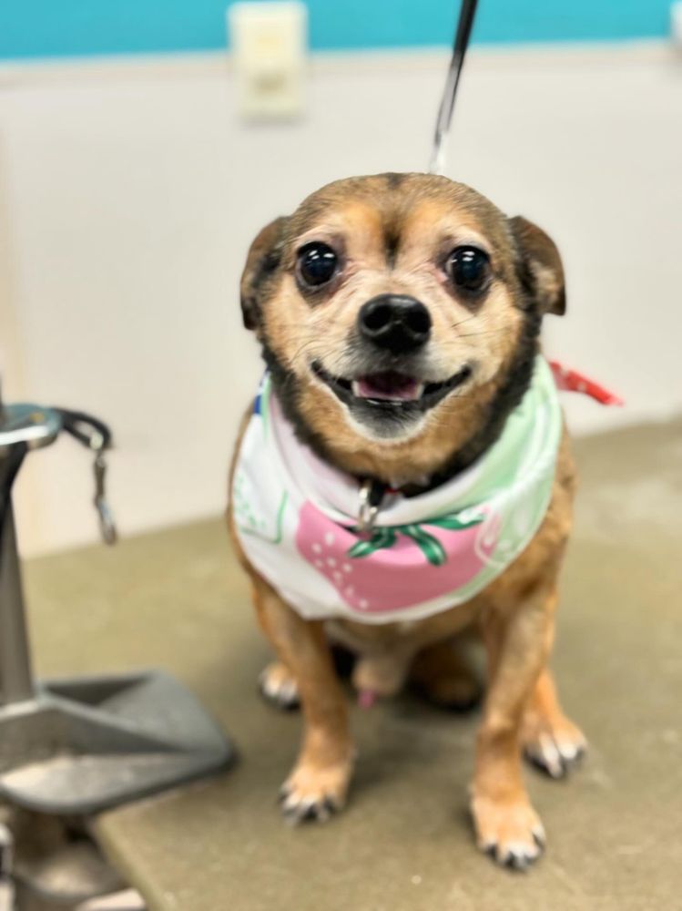 Petco Image