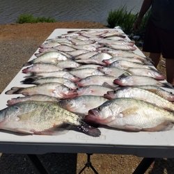 Wild Bill's Fishing Adventures - Good day of  fishing Eufaula Lake OK
