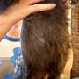 Pet Story