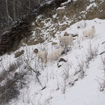 Caribou Creek Recreational Mining Area - A RAM, super-rare! - Hiking Near Me - Sutton, Alaska