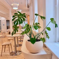 My City Plants