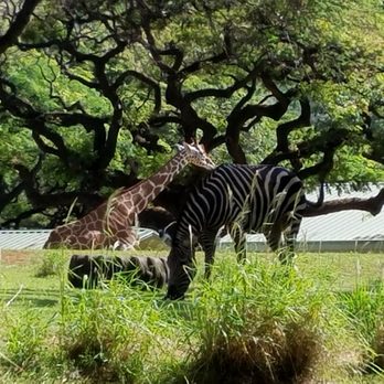 Honolulu Zoo - Zoos Near Me - Honolulu, Hawaii