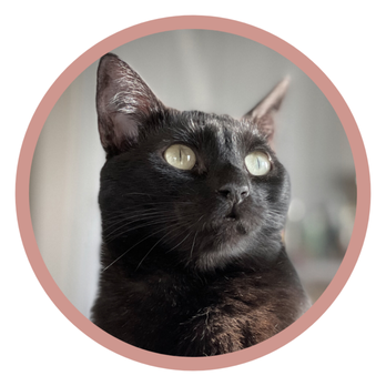 Second Chance Pet Adoptions - Queen Valentina - Pet Adoption Near Me - Huntington Beach, California Second Chance Pet Adoptions - Queen Valentina - Pet Adoption Near Me - Huntington Beach, California
