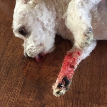 Dawg Gone Pet Salon - Foot cut and blood coming from his mouth - Pet Groomers Near Me - Harrisville, Utah Dawg Gone Pet Salon - Foot cut and blood coming from his mouth - Pet Groomers Near Me - Harrisville, Utah