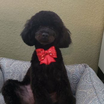 Bark Avenue - Pet Groomers Near Me - Cedar Park, Texas